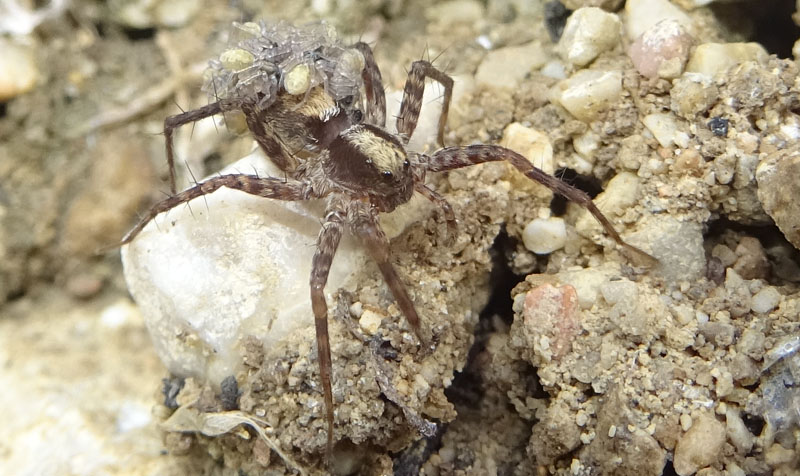 radiata o tarantula? Pardosa sp. (con prole) - Cimino (TN)